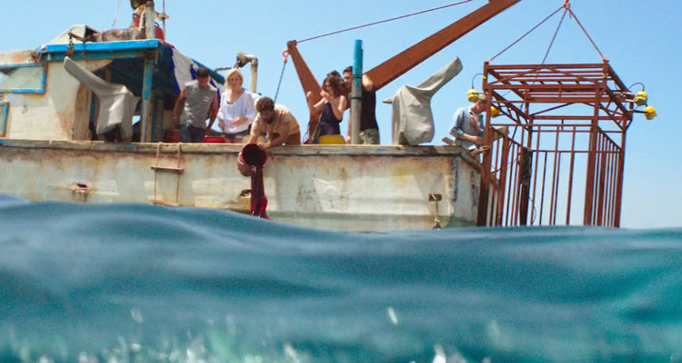 47 Meters Down 2017 Movie Chumming the waters for sharks